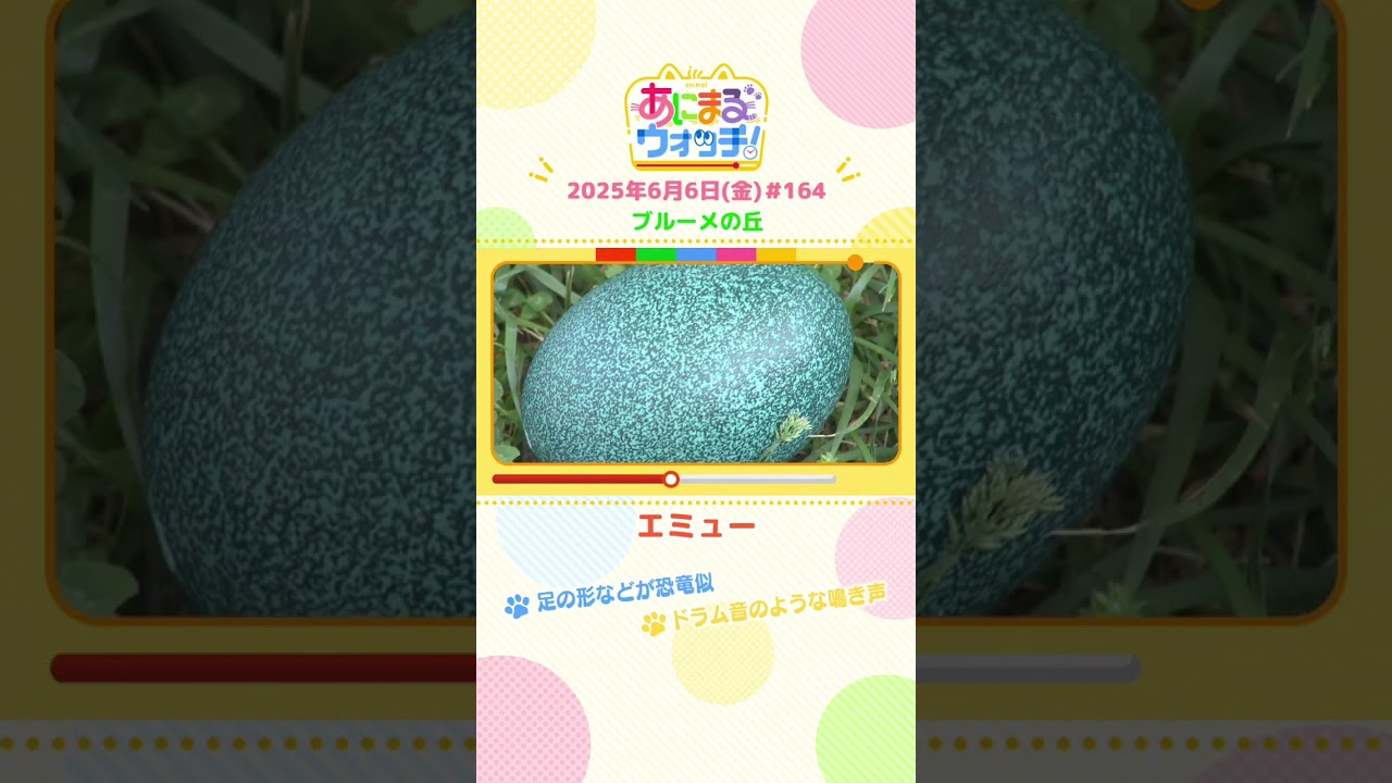 ドラム音のような鳴き声！「エミュー」滋賀「ブルーメの丘」　#shorts #読売テレビニュース #すまたん #あにまるウォッチ #動物