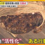 【解説】スズメバチ活発化「猛暑」影響か　対策と注意点は？　これからの時期に嫌～な〇〇にも注意必要