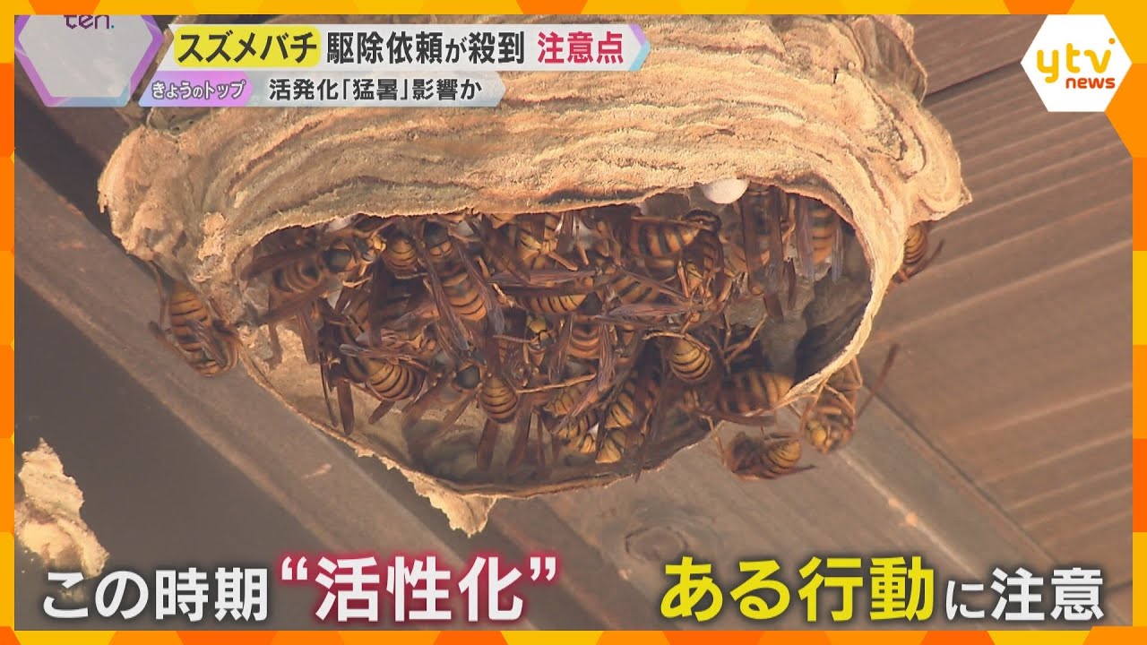 【解説】スズメバチ活発化「猛暑」影響か　対策と注意点は？　これからの時期に嫌～な〇〇にも注意必要