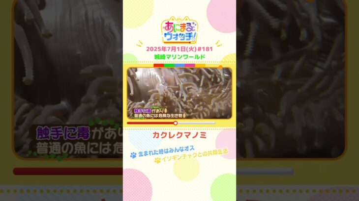 生まれた時はみんなオス！？「カクレクマノミ」兵庫・豊岡市「城崎マリンワールド」　#shorts #読売テレビニュース #すまたん #あにまるウォッチ #動物