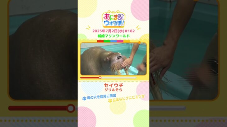 鼻の穴を器用に開閉！「セイウチ」兵庫・豊岡市「城崎マリンワールド」　#shorts #読売テレビニュース #すまたん ＃あにまるウォッチ #動物