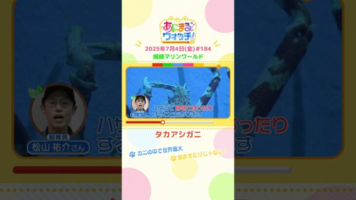 カニの中で世界最大！「タカアシガニ」　兵庫・豊岡市「城崎マリンワールド」　#shorts #読売テレビニュース #すまたん #あにまるウォッチ #動物