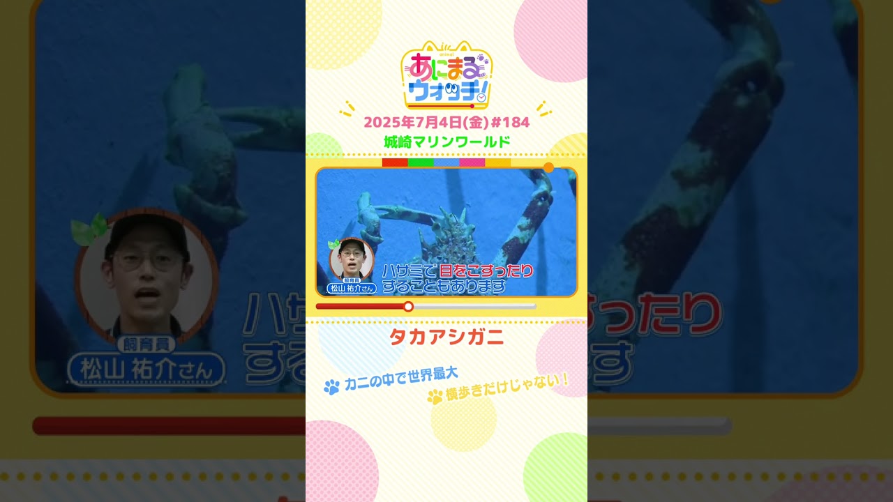 カニの中で世界最大！「タカアシガニ」　兵庫・豊岡市「城崎マリンワールド」　#shorts #読売テレビニュース #すまたん #あにまるウォッチ #動物