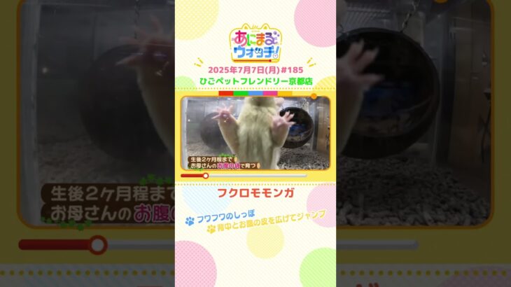 フワフワのしっぽ！「フクロモモンガ」 京都「ひごペットフレンドリー京都店」　#shorts #読売テレビニュース #すまたん #あにまるウォッチ #動物
