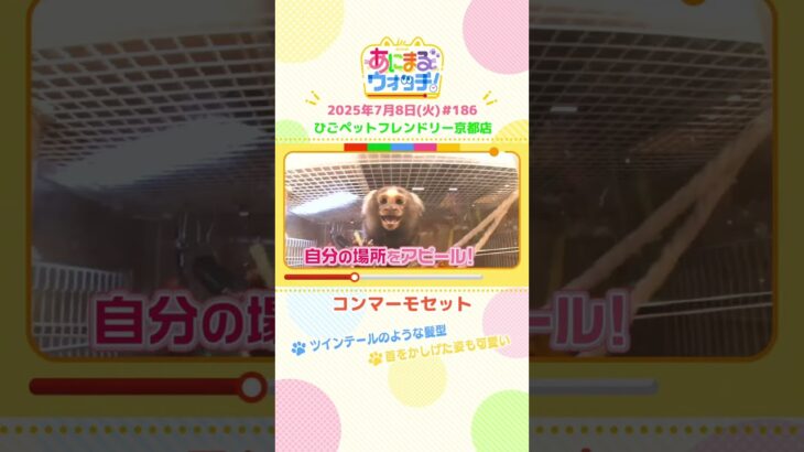 首をかしげた姿も可愛い！「コモンマーモセット」京都「ひごペットフレンドリー京都店」　#shorts #読売テレビニュース #すまたん #あにまるウォッチ #動物