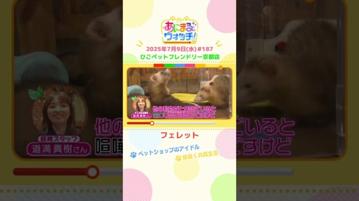 ペットショップのアイドル！「フェレット」京都「ひごペットフレンドリー京都店」　#shorts #読売テレビニュース #すまたん #あにまるウォッチ #動物