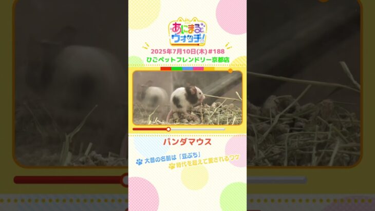 大昔の名前は『豆ぶち』！「パンダマウス」京都「ひごペットフレンドリー京都店」　#shorts #読売テレビニュース #すまたん #あにまるウォッチ #動物