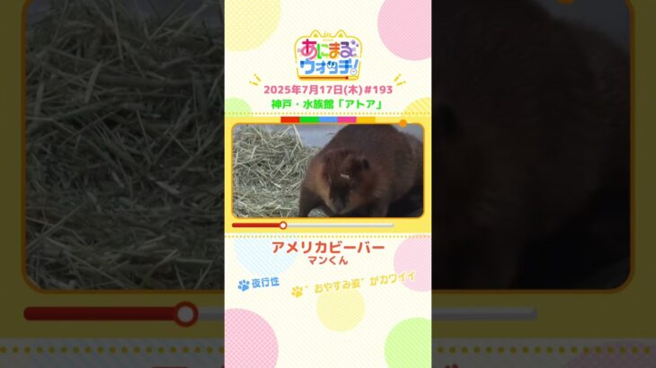 “おやすみ姿”がカワイイ！「アメリカビーバー」 兵庫・神戸「アトア」　#shorts #読売テレビニュース #すまたん #あにまるウォッチ #動物