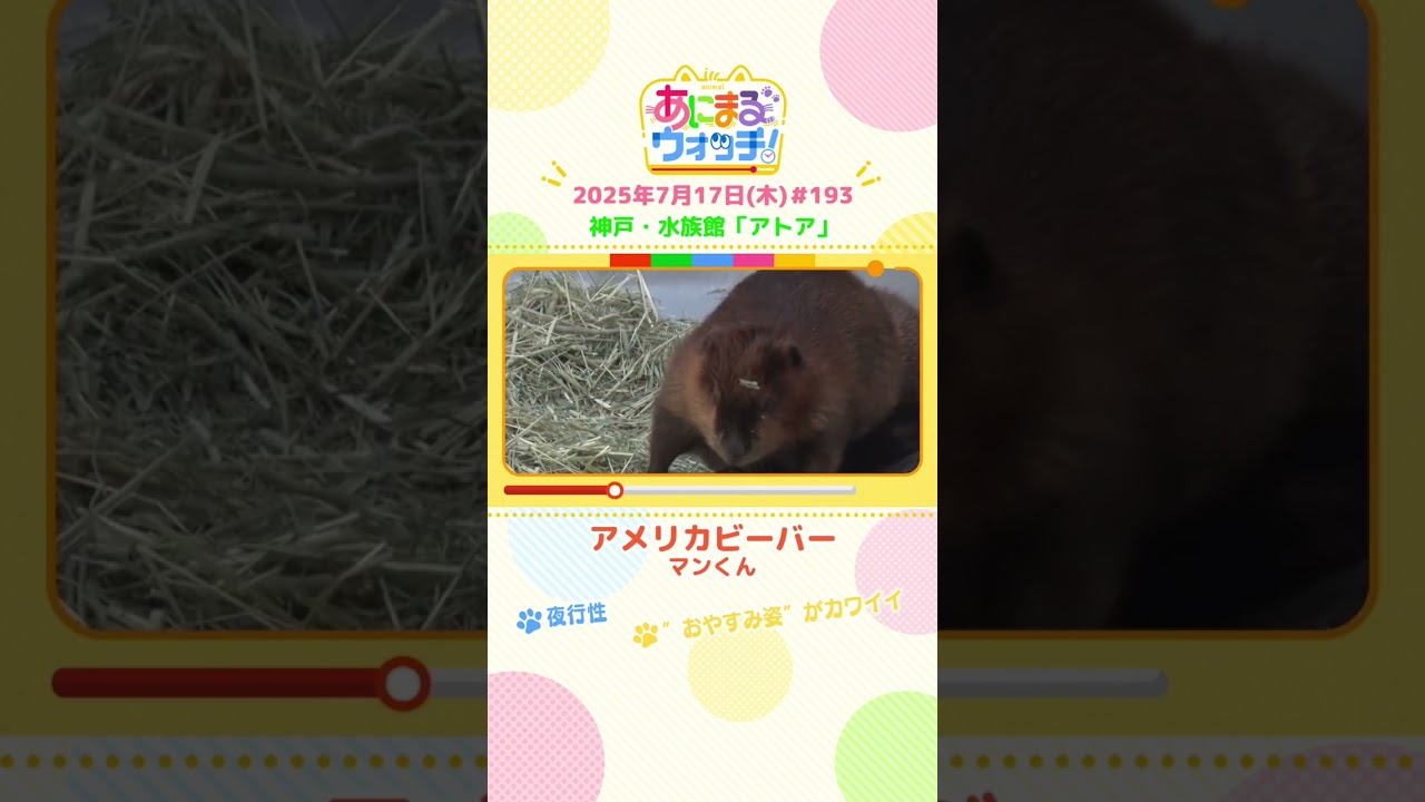 “おやすみ姿”がカワイイ！「アメリカビーバー」 兵庫・神戸「アトア」　#shorts #読売テレビニュース #すまたん #あにまるウォッチ #動物