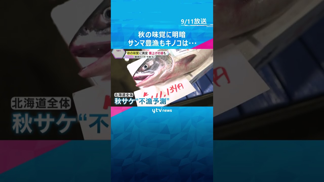 サンマは「奇跡」の豊漁もサケは不漁　ぶどうは甘くて安く、キノコは小さめで値上がり　秋の味覚に明暗　#tiktokでニュース #読売テレビニュース