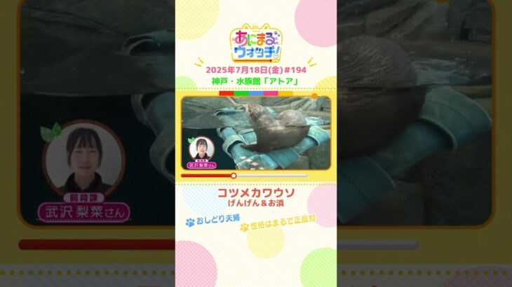 おしどり夫婦！「コツメカワウソ」兵庫・神戸「アトア」　#shorts #読売テレビニュース #すまたん #あにまるウォッチ #動物