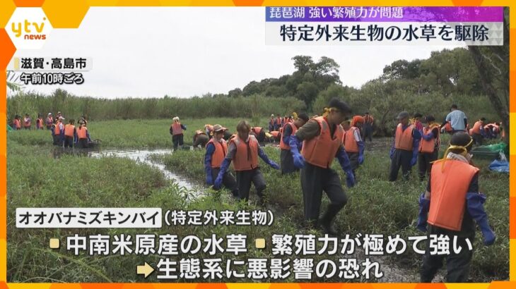 繁殖力極めて強く生態系に悪影響及ぼす恐れ　特定外来生物「オオバナミズキンバイ」の駆除作業　琵琶湖