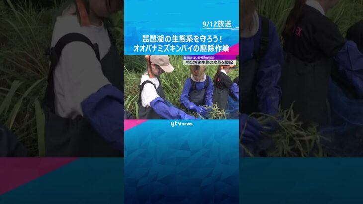 繁殖力極めて強く生態系に悪影響及ぼす恐れ　特定外来生物「オオバナミズキンバイ」の駆除作業　琵琶湖　#tiktokでニュース #読売テレビニュース
