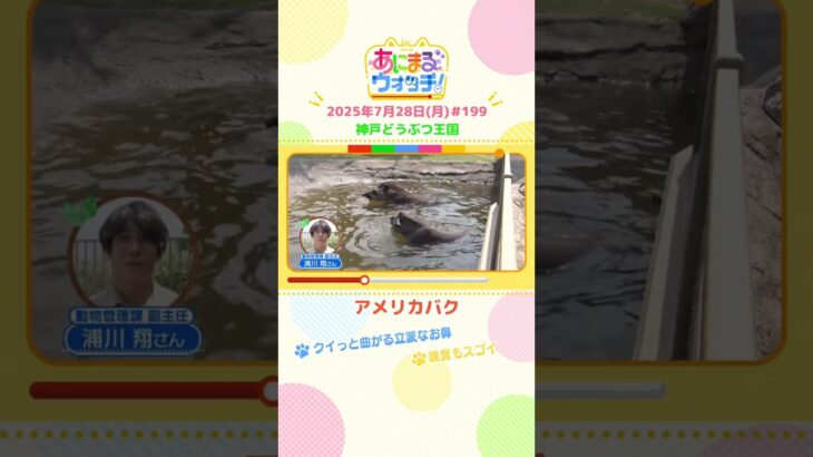 クイっと曲がる立派なお鼻！「アメリカバク」兵庫「神戸どうぶつ王国」　#shorts #読売テレビニュース #すまたん #あにまるウォッチ #動物