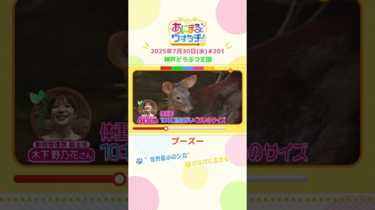 ”世界最小”のシカ！「プーズー」　兵庫「神戸どうぶつ王国」　#shorts #読売テレビニュース #すまたん ＃あにまるウォッチ #動物
