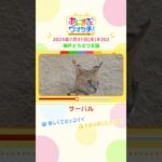 美しくてカッコイイ！「サーバル」　兵庫「神戸どうぶつ王国」　#shorts #読売テレビニュース #すまたん #あにまるウォッチ #動物