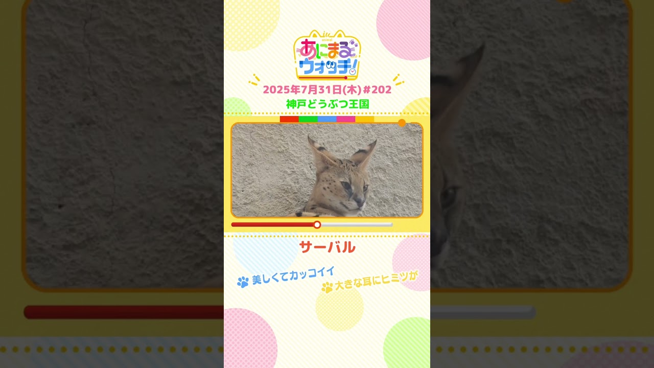 美しくてカッコイイ！「サーバル」　兵庫「神戸どうぶつ王国」　#shorts #読売テレビニュース #すまたん #あにまるウォッチ #動物