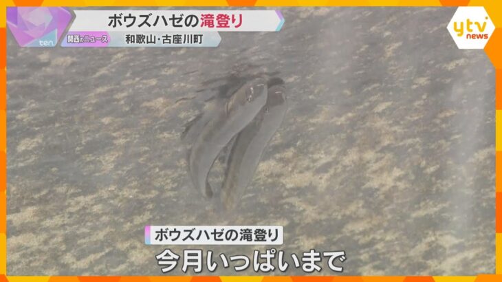 小さなボウズハゼが水流に逆らって懸命に登る　滝の拝で今の時期に見られる『滝登り』和歌山・古座川町