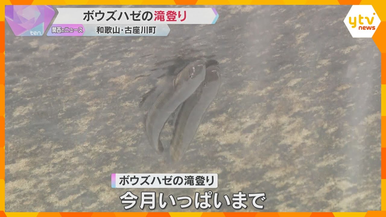 小さなボウズハゼが水流に逆らって懸命に登る　滝の拝で今の時期に見られる『滝登り』和歌山・古座川町