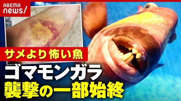 【執拗な体当たり攻撃】「骨をやられるくらいの衝撃」サメより怖い魚ゴマモンガラ襲来！被害者の証言｜ABEMA的ニュースショー