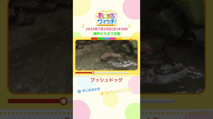 手には水かき！「ブッシュドッグ」　兵庫「神戸どうぶつ王国」　#shorts #読売テレビニュース #すまたん ＃あにまるウォッチ #動物