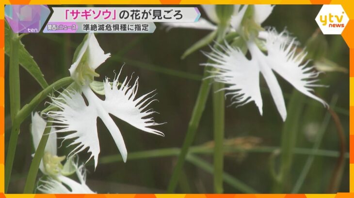 羽を広げたシラサギのような珍しい花「サギソウ」見ごろ　住民らが保全活動続ける　滋賀・米原市
