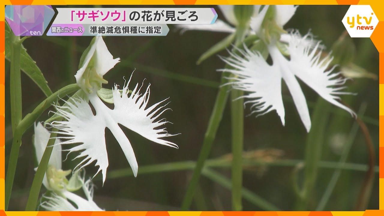 羽を広げたシラサギのような珍しい花「サギソウ」見ごろ　住民らが保全活動続ける　滋賀・米原市