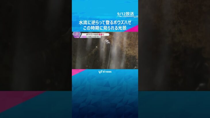 小さなボウズハゼが水流に逆らって懸命に登る　滝の拝で今の時期に見られる『滝登り』和歌山・古座川町　#tiktokでニュース #読売テレビニュース