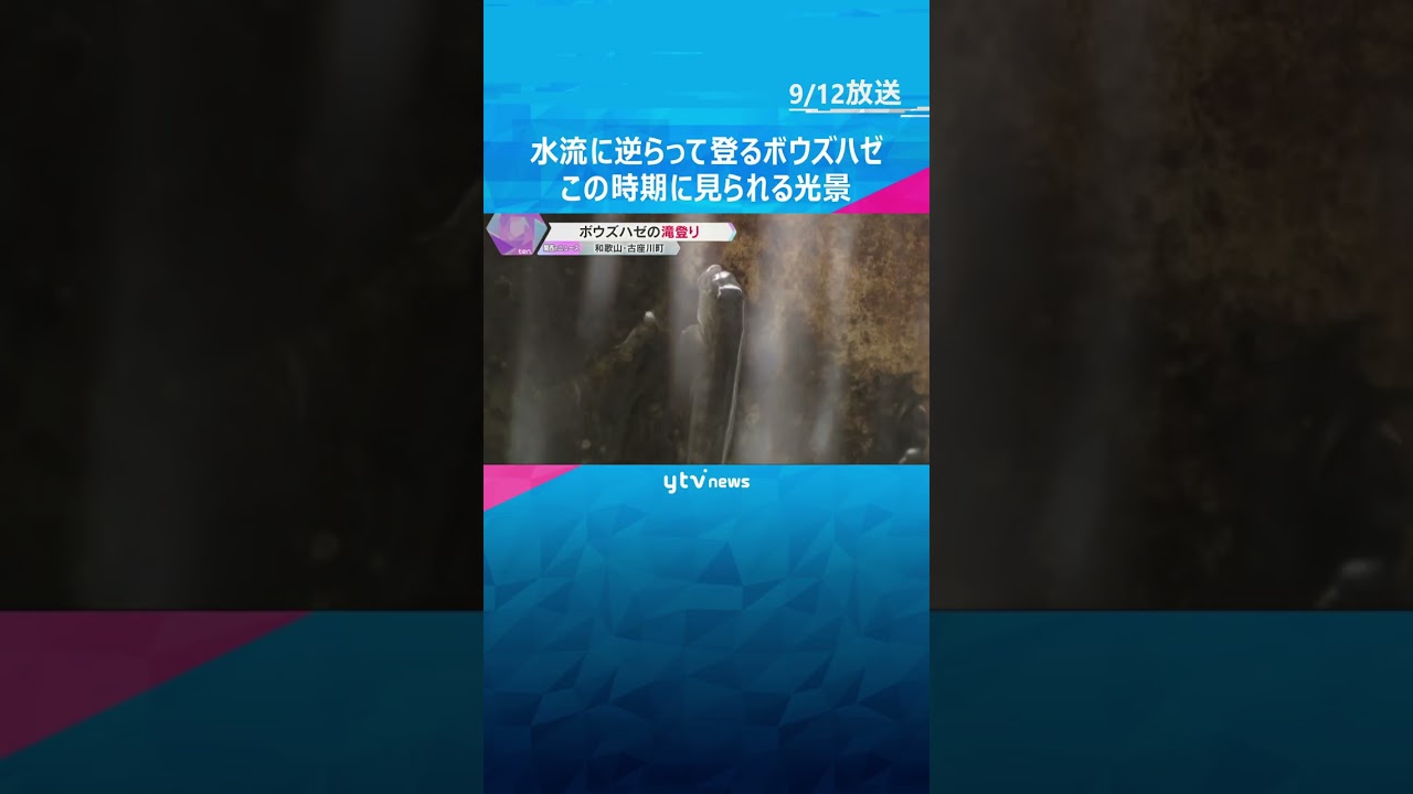 小さなボウズハゼが水流に逆らって懸命に登る　滝の拝で今の時期に見られる『滝登り』和歌山・古座川町　#tiktokでニュース #読売テレビニュース
