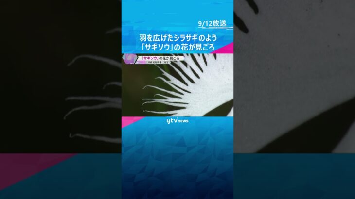 羽を広げたシラサギのような珍しい花「サギソウ」見ごろ　住民らが保全活動続ける　滋賀・米原市　#tiktokでニュース #読売テレビニュース