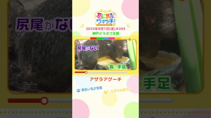 黄色い毛が特徴！「アザラアグーチ」　兵庫「神戸どうぶつ王国」　#shorts #読売テレビニュース #すまたん ＃あにまるウォッチ #動物