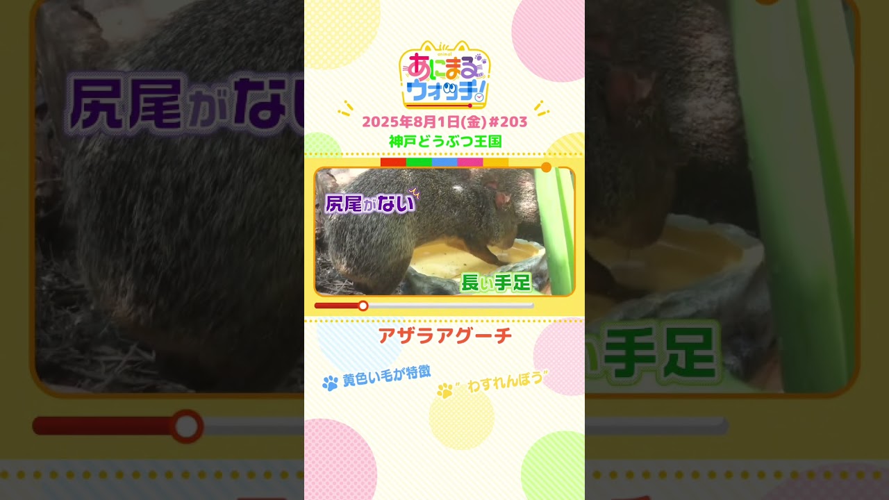 黄色い毛が特徴！「アザラアグーチ」　兵庫「神戸どうぶつ王国」　#shorts #読売テレビニュース #すまたん ＃あにまるウォッチ #動物