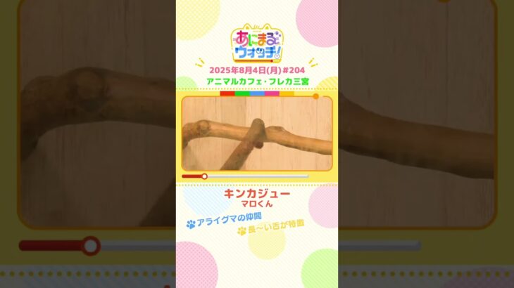 アライグマの仲間！「キンカジュー」兵庫「フレカ三宮」　#shorts #読売テレビニュース #すまたん #あにまるウォッチ #動物