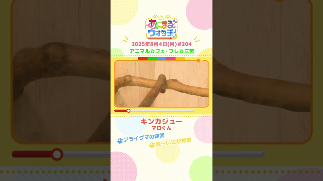 アライグマの仲間！「キンカジュー」兵庫「フレカ三宮」　#shorts #読売テレビニュース #すまたん #あにまるウォッチ #動物