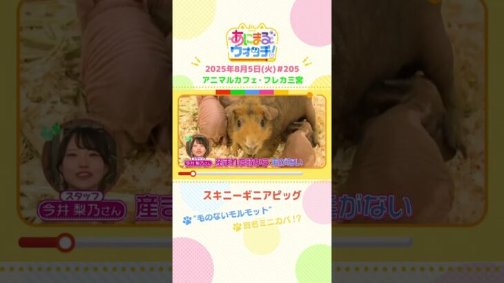 別名ミニカバ！？「スキニーギニアピッグ」 兵庫「フレカ三宮」　#shorts #読売テレビニュース #すまたん #あにまるウォッチ #動物