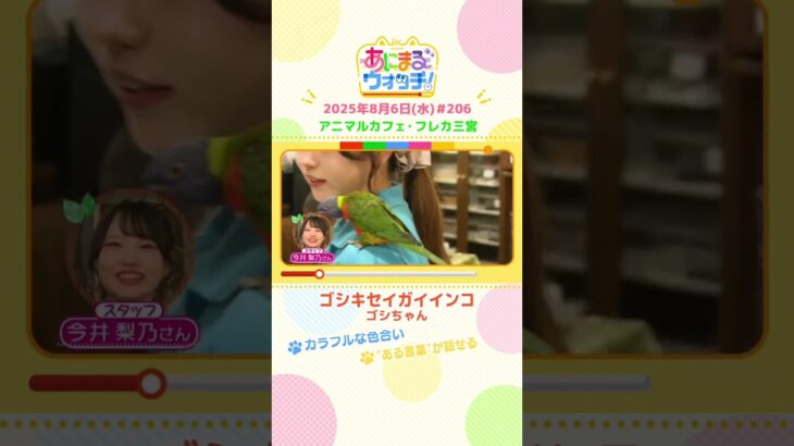 カラフルな色合い！「ゴシキセイガイインコ」 兵庫「フレカ三宮」　#shorts #読売テレビニュース #すまたん #あにまるウォッチ #動物