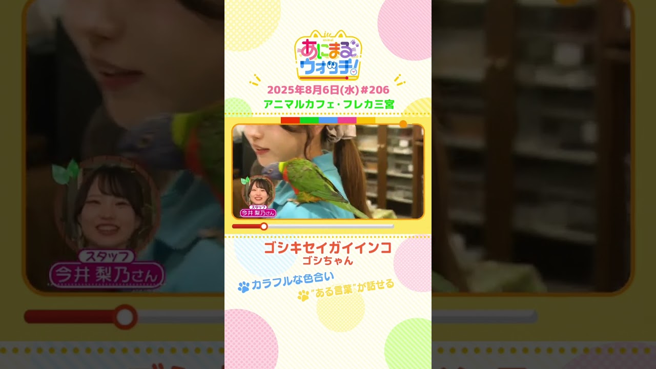 カラフルな色合い！「ゴシキセイガイインコ」 兵庫「フレカ三宮」　#shorts #読売テレビニュース #すまたん #あにまるウォッチ #動物