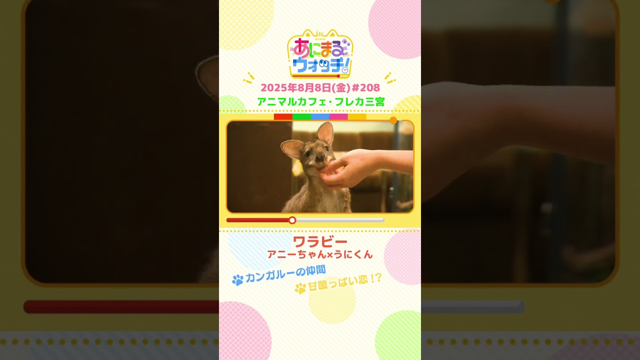 甘酸っぱい恋！？「ワラビー」　兵庫「フレカ三宮」　#shorts #読売テレビニュース #すまたん #あにまるウォッチ #動物