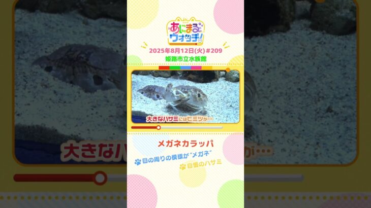 自慢のハサミ！「メガネカラッパ」 兵庫「姫路市立水族館」　#shorts #読売テレビニュース #すまたん #あにまるウォッチ #動物