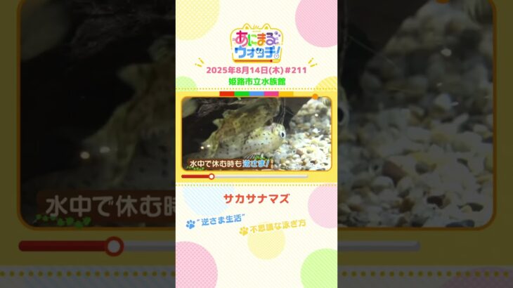 不思議な泳ぎ方！「サカサナマズ」 兵庫「姫路市立水族館」　#shorts #読売テレビニュース #すまたん #あにまるウォッチ #動物
