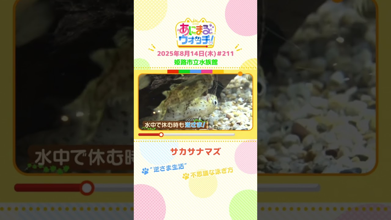 不思議な泳ぎ方！「サカサナマズ」 兵庫「姫路市立水族館」　#shorts #読売テレビニュース #すまたん #あにまるウォッチ #動物