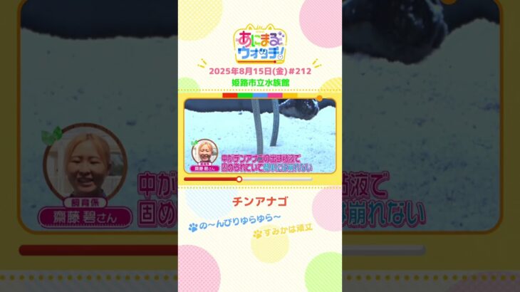の～んびりゆらゆら～！「チンアナゴ」 兵庫「姫路市立水族館」　#shorts #読売テレビニュース #すまたん #あにまるウォッチ #動物