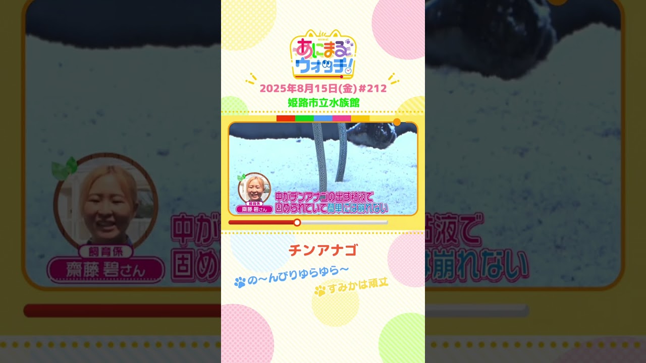 の～んびりゆらゆら～！「チンアナゴ」 兵庫「姫路市立水族館」　#shorts #読売テレビニュース #すまたん #あにまるウォッチ #動物
