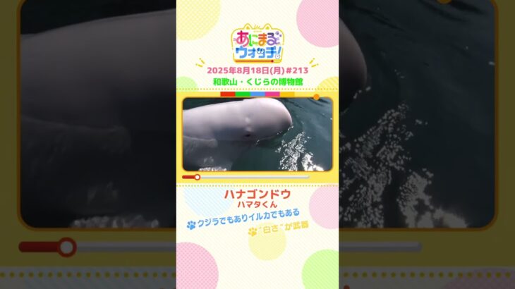 クジラでもありイルカでもある！「ハナゴンドウ」 和歌山「くじらの博物館」　#shorts #読売テレビニュース #すまたん #あにまるウォッチ #動物