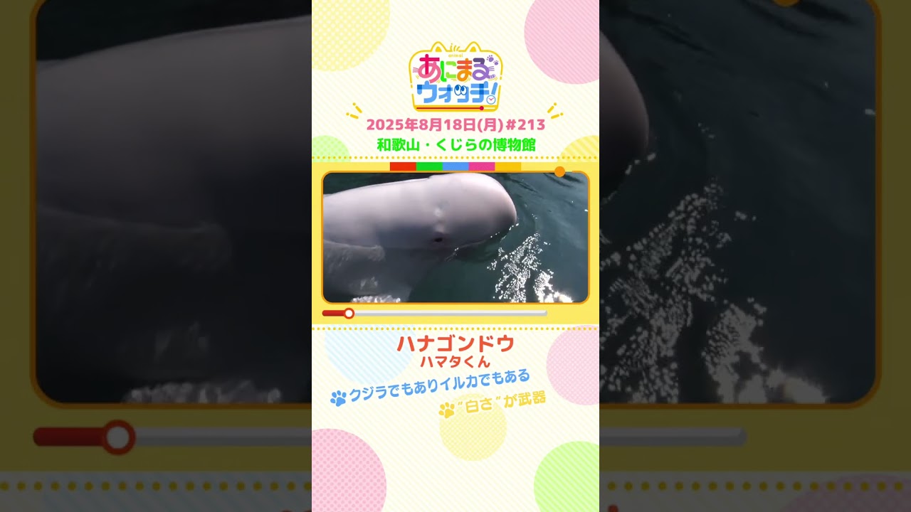 クジラでもありイルカでもある！「ハナゴンドウ」 和歌山「くじらの博物館」　#shorts #読売テレビニュース #すまたん #あにまるウォッチ #動物