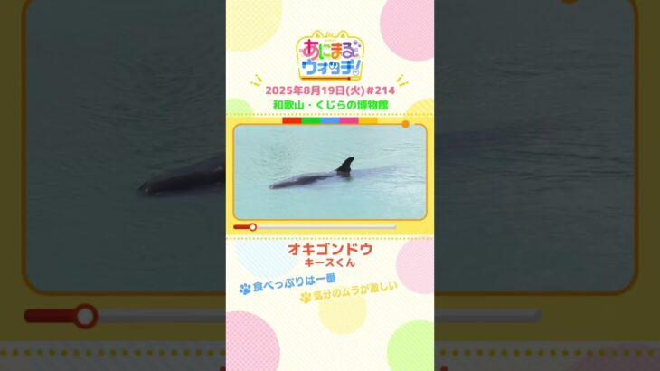 気分のムラが激しい！「オキゴンドウ」　和歌山「くじらの博物館」　#shorts #読売テレビニュース #すまたん #あにまるウォッチ #動物