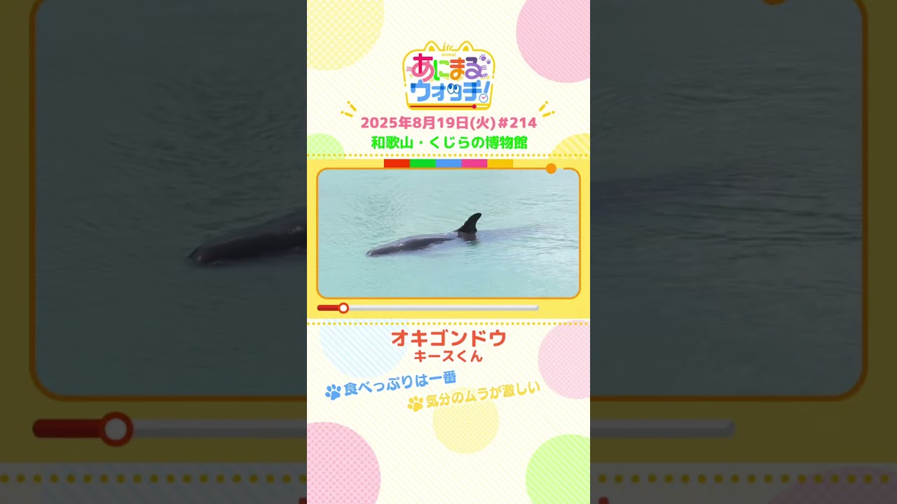気分のムラが激しい！「オキゴンドウ」　和歌山「くじらの博物館」　#shorts #読売テレビニュース #すまたん #あにまるウォッチ #動物