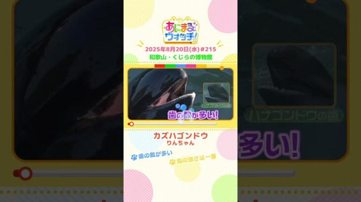 気の強さは一番！「カズハゴンドウ」　和歌山「くじらの博物館」　#shorts #読売テレビニュース #すまたん #あにまるウォッチ #動物