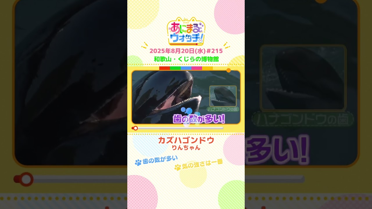 気の強さは一番！「カズハゴンドウ」　和歌山「くじらの博物館」　#shorts #読売テレビニュース #すまたん #あにまるウォッチ #動物