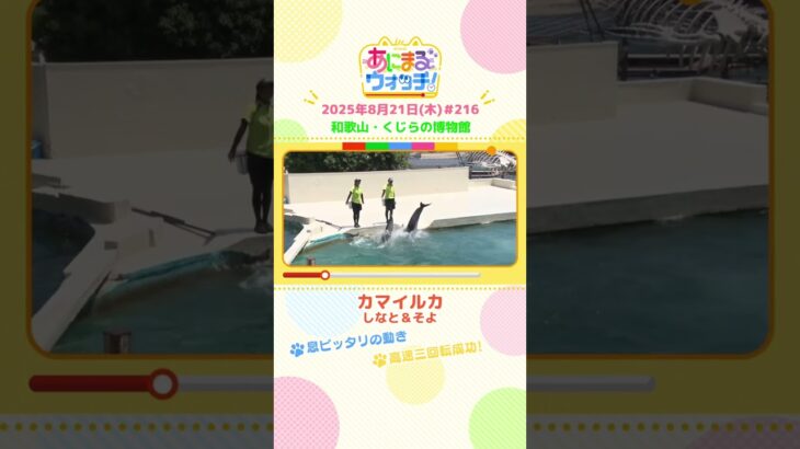 高速三回転成功！「カマイルカ」　和歌山「くじらの博物館」　#shorts #読売テレビニュース #すまたん #あにまるウォッチ #動物